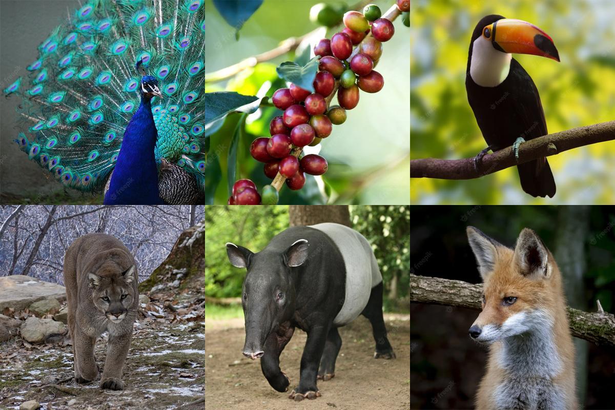 Referencias de fauna, vegetación y elementos del café utilizadas como inspiración para la ilustración de Culto Expendio Café